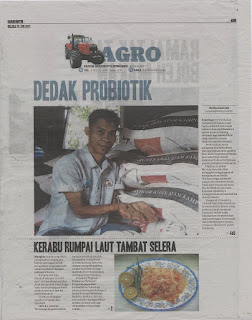 Dedak Probiotik Makanan Ayam