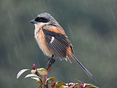 Long-tailed Shrike in Winter Rain