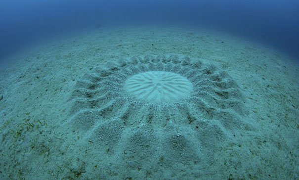 Crop Circle Ini Berada di Bawah Air, Bagaimana Bisa?