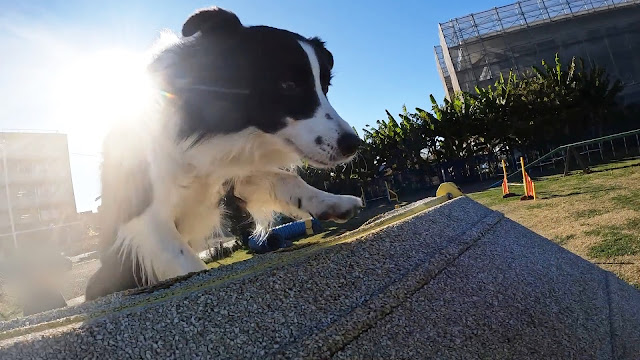 保護犬 ボーダーコリー トーマ アジリティ