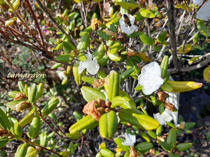 Рододендрон остроконечный (Rhododendron mucronulatum)