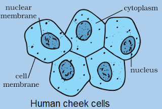 Cell Structure and Functions worksheet for class 8 ...