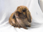 Ok, so come onisn't this the cutest bunny ever? Can you imagine holding . (lop ear baby bunny)