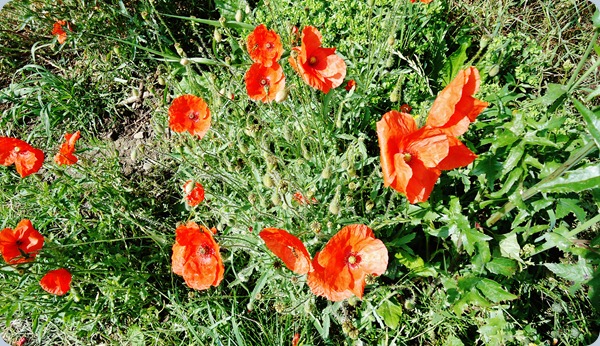 A posy of poppies