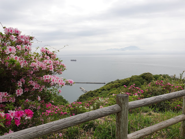 島根県松江市美保関町美保関　五本松公園　ツツジ（躑躅）