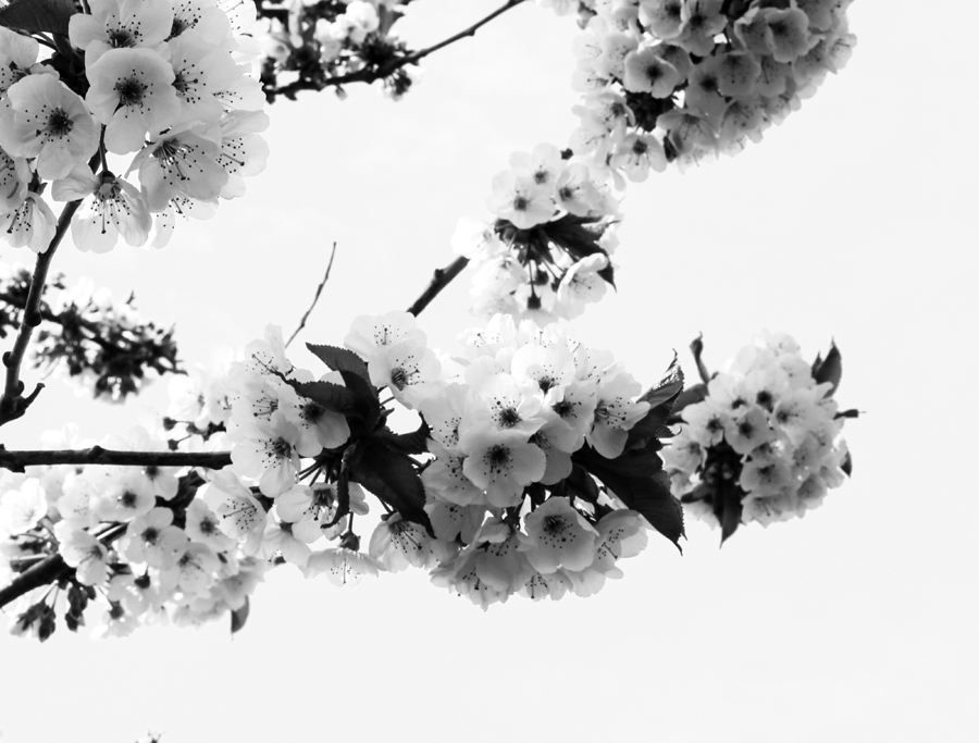 white apple blossom alexandra king photography