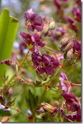 garden 092