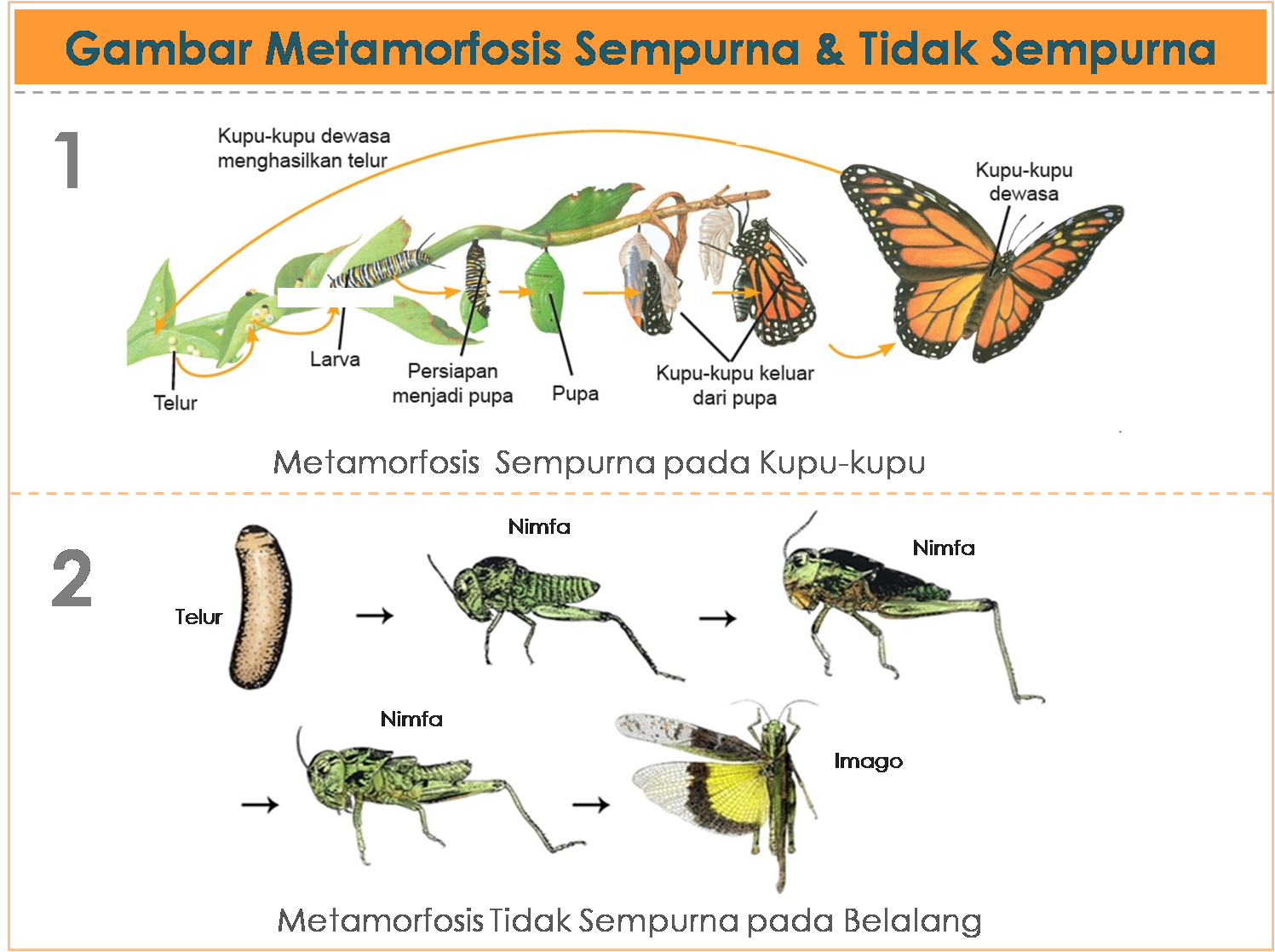 Pertumbuhan dan Perkembangan Hewan, Materi Lengkap 