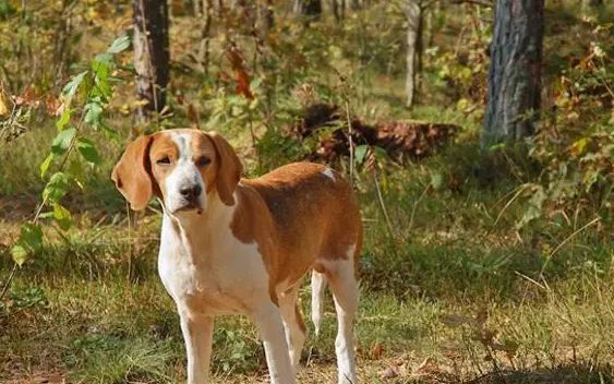 Although it is impossible to predict which breed of dog will have the longest life and live the healthiest, it is true that some breeds of dogs have a lower chance of getting sick