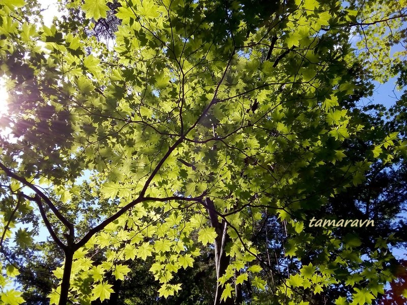 Клён ложнозибольдов (Acer pseudosieboldianum)