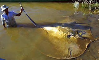 Ikan-ikan raksasa yang mungkin akan menghilang di bumi ini....!!!