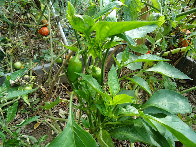 organic bell peppers