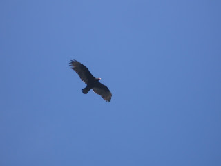 Annadelle 10 - flight of the turkey vulture