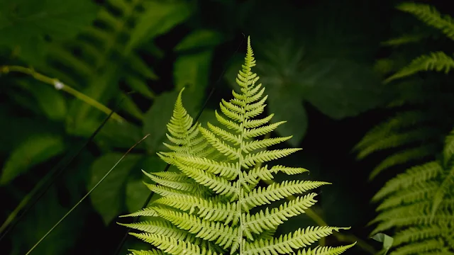 Fern Leaf Nature Wallpaper