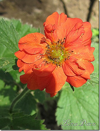 Geum_Red_Dragon2