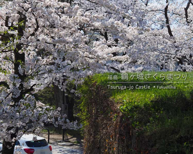 鶴ヶ城の桜がすごい！(2) 西出丸エリア