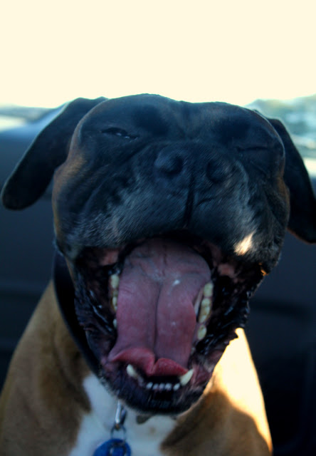 mars the dog boxer yawn