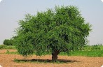 Mustard Tree Fruit : How Big Is The Faith Of A Mustard Seed? - Religion - Nigeria / So no matter what type of fruit you prefer.