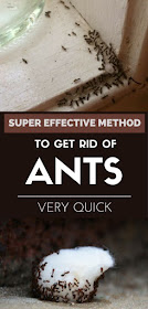 Super Effective Method to Get Rid of Ants Very Quick