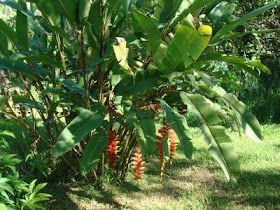 heliconia