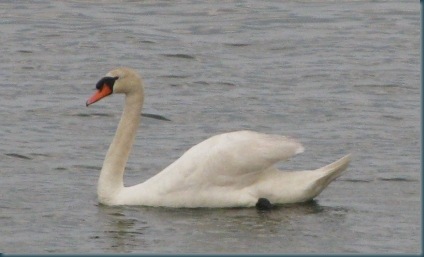 Swan