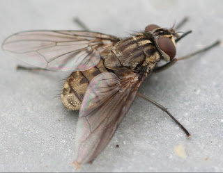 Stable Fly Control - Get Rid of Stable Flies