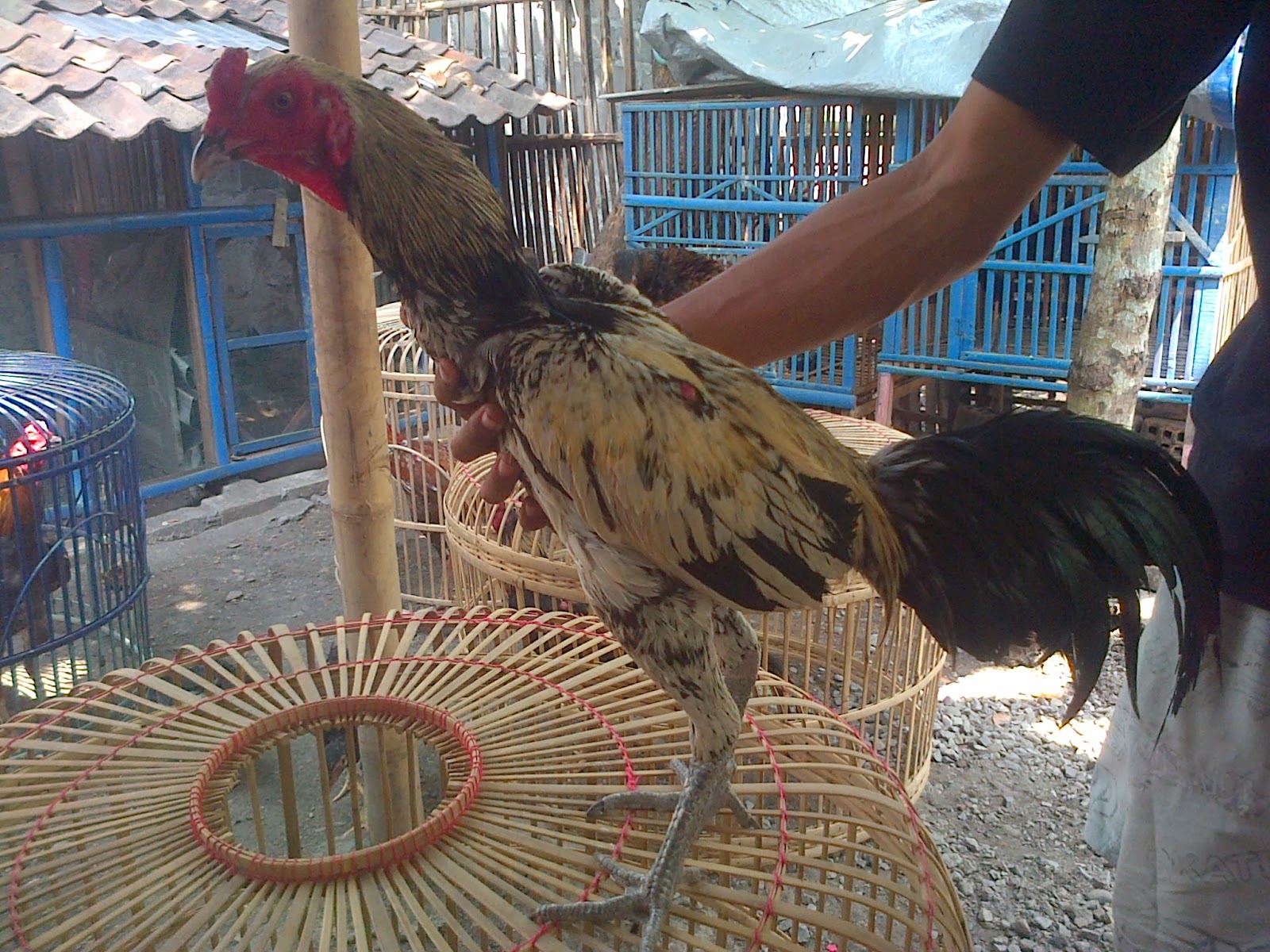 12 Jenis Jenis Ayam Birma  dan Crossbreeding nya JAWARA 