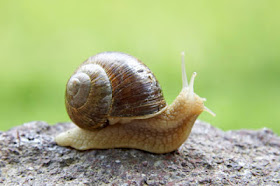Salyangoz