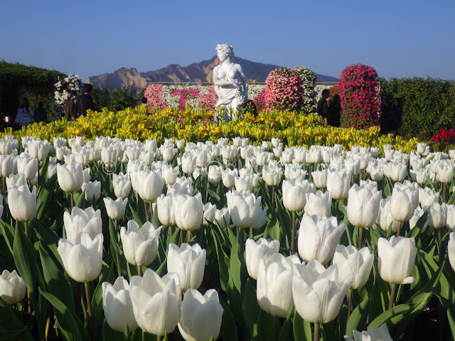 Zhongshe flower market taichung tulips