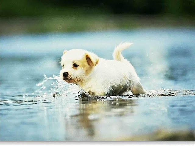 Pretty Dog In Water Wallpaper