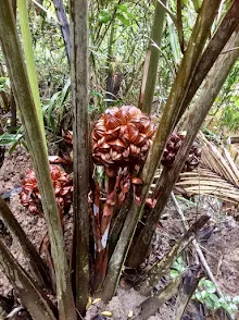 Mangroves Nipah Palm Tree