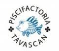 Piscifactoria Tavascan