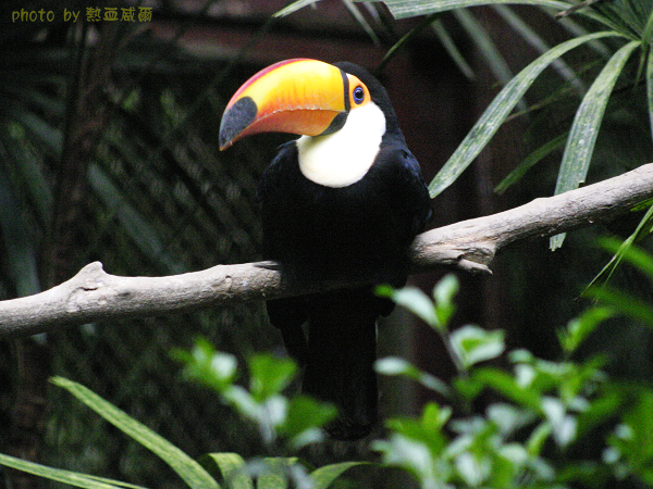 工作紀錄：104人力銀行。2012家庭日（木柵動物園）