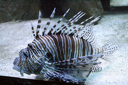 Pterois Volitans