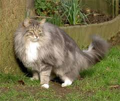 Catatan Kucing: Norwegian Forest Cat