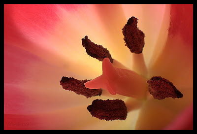 Macro photography flower