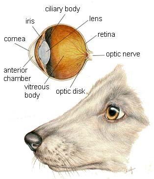 DOKTER HEWAN: Anatomi Mata Anjing