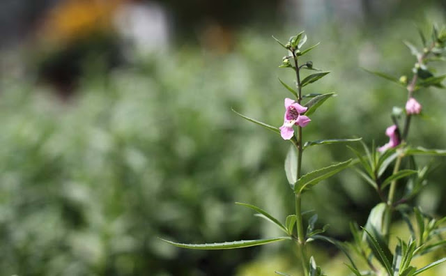 Angelonia Flowers Pictures