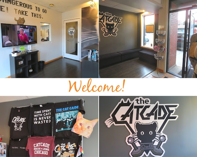 The Catcade|Cat Cafe