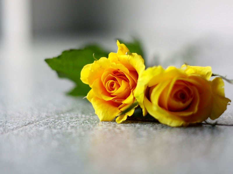 Top Ideas 19+ Cute Yellow Rose Wallpapers