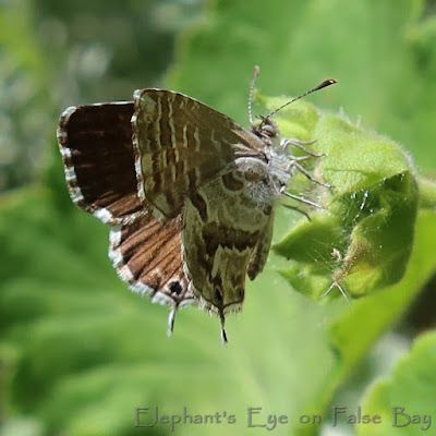 geranium bronze