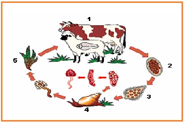 BIOLOGI GONZAGA: SOAL HEWAN INVERTEBRATA