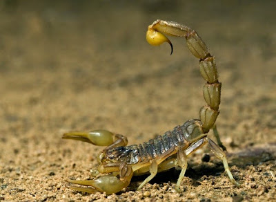 Resultado de imagen para scorpion story
