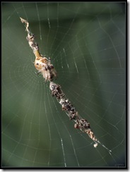 Cyclosa sp. - חוגית - sD9-01-2572