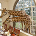 Spend a Night With Giraffes at The Giraffe Manor in Nairobi