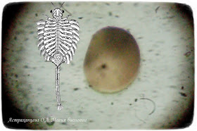 цисты-артемии-под-микроскопом