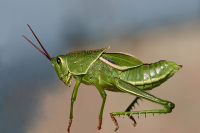 Tucura verde (Staleochlora viridicata)