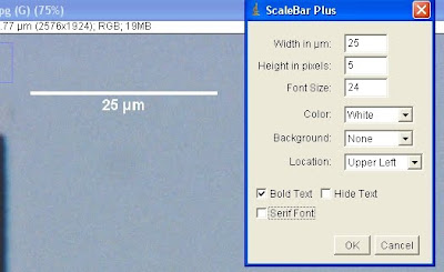 How To Get Scale Bar On Imagej