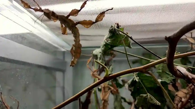 Types and species of stick insects