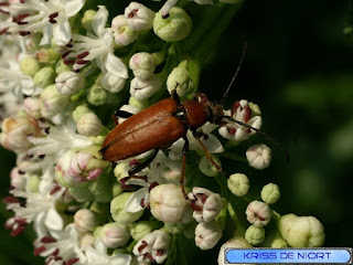 Lepture rouge - Lepture à élytres rousses - Stictoleptura rubra 